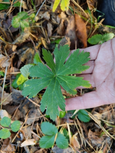 Geranium sylvaticum, 2026-10-24