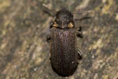 Hadrobregmus pertinax