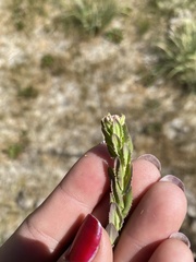 Lepidium heterophyllum