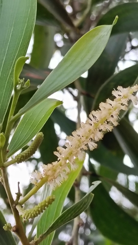 Acacia mangium observed 2026-10-24