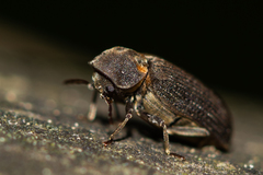 Hadrobregmus pertinax