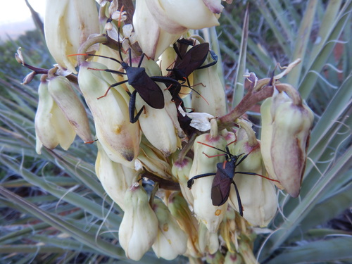 Giant Agave Bug