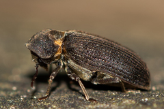 Hadrobregmus pertinax