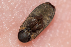 Hadrobregmus pertinax