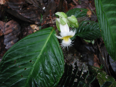 Drymonia brochidodroma