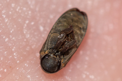 Hadrobregmus pertinax