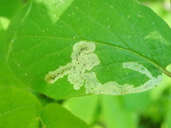 Aulagromyza cornigera