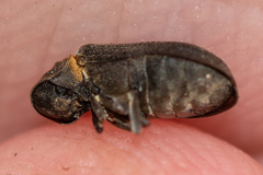 Hadrobregmus pertinax