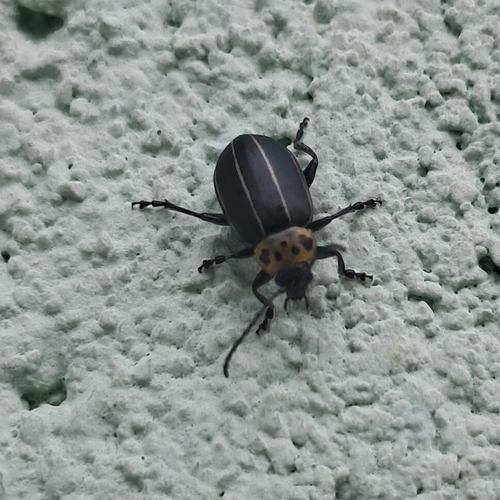 Disonycha conjuncta