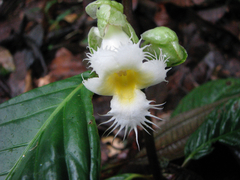 Drymonia brochidodroma