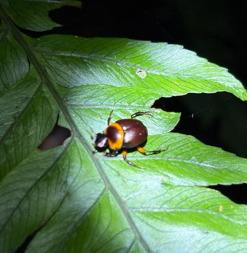 Canthon luteicollis