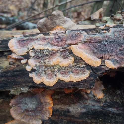 Phlebia radiata, 2026-10-25