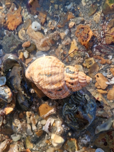 Buccinum undatum observed 2026-10-25