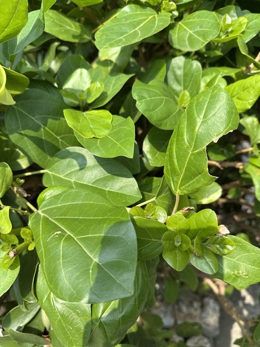 Premna serratifolia observed 2026-10-25