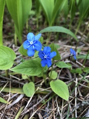 Omphalodes