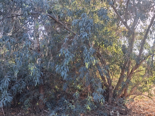 Eucalyptus camaldulensis observed 2026-10-25