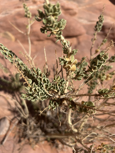 Mortonia utahensis, 2026-10-24