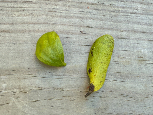 American Mistletoe