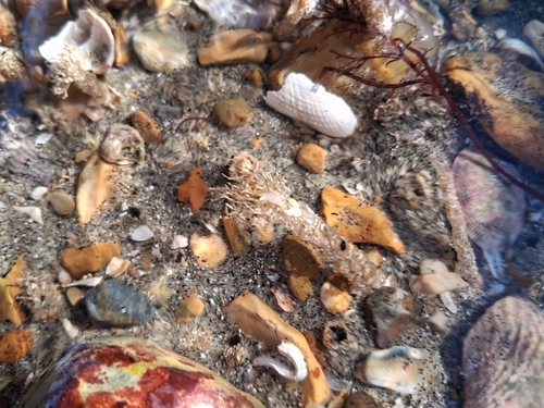 Lanice conchilega observed 2026-10-25