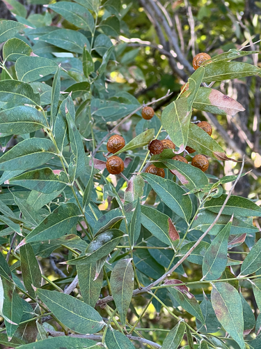 Sapindus saponaria observed 2026-10-25