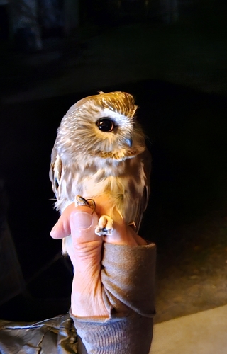 Aegolius acadicus observed 2026-10-24