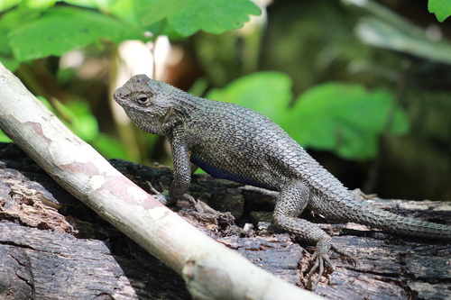 iNaturalist observation photo of Western Fence Lizard