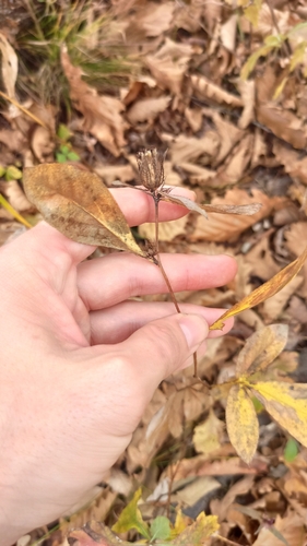 Atractylodes lancea observed 2026-10-24