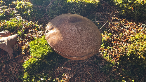 boletes and allies