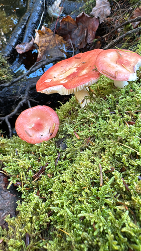 Milkcaps, Brittlegills and Allies