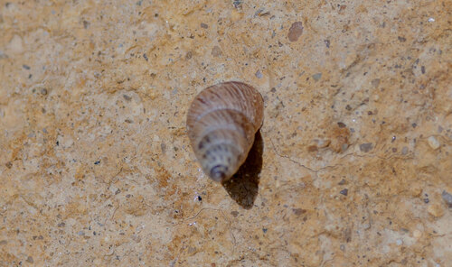 Cochlicella barbara observed 2026-10-25