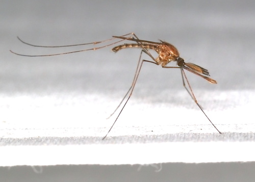 North American Malaria Mosquito