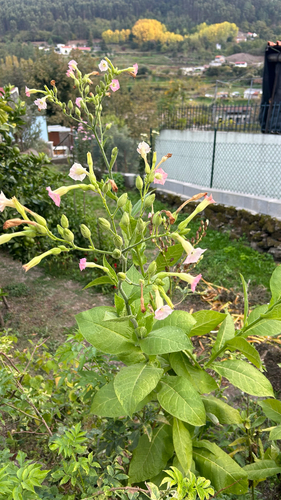 Nicotiana tabacum observed 2026-10-25