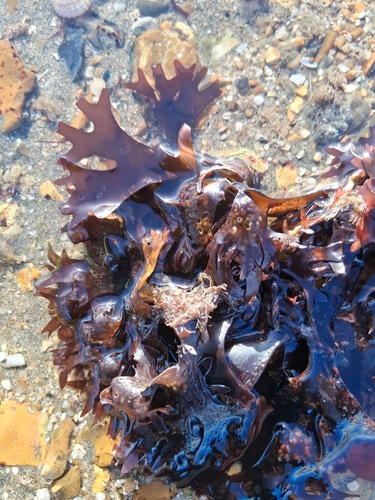 Chondrus observed 2026-10-25
