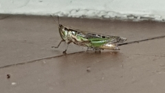 Spathosternum prasiniferum