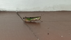 Spathosternum prasiniferum