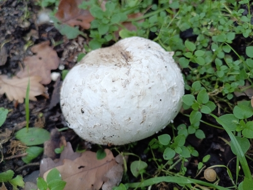 Mycenastrum corium observed 2026-10-23