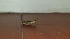 Spathosternum prasiniferum