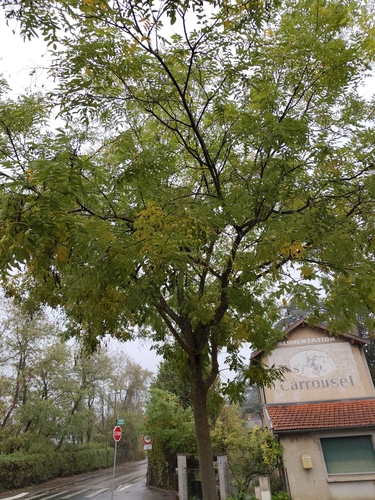 Styphnolobium japonicum observed 2026-10-25