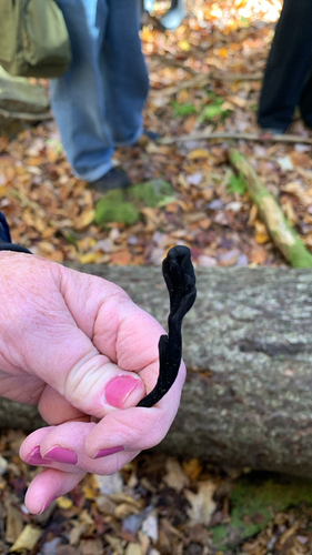 Geoglossaceae