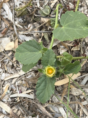 Rhynchosida physocalyx, 2026-10-25