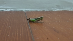 Spathosternum prasiniferum