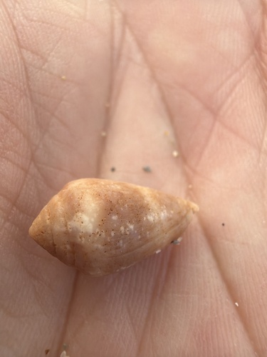 Conus ventricosus observed 2026-10-25