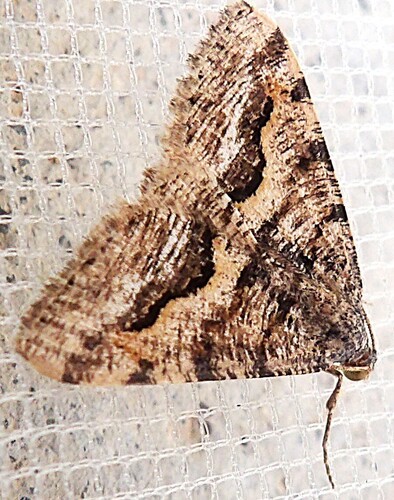 Mesquite Looper Moth