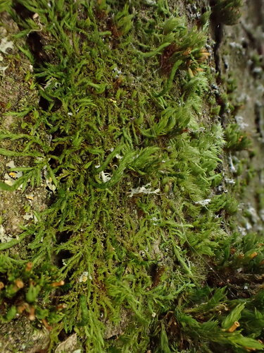 Cryphaea heteromalla observed 2026-10-23