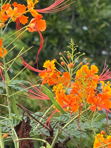 Caesalpinia pulcherrima observed 2026-10-24