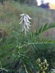 Astragalus uliginosus