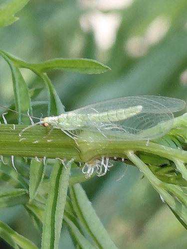 Weeping Green Lacewing