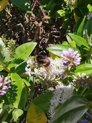 Bombus terrestris