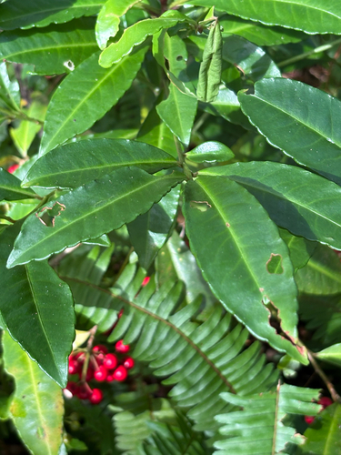 Ardisia crenata observed 2026-10-25