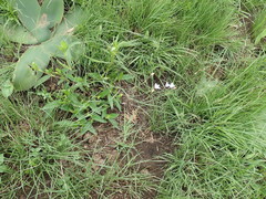 Wahlenbergia grandiflora